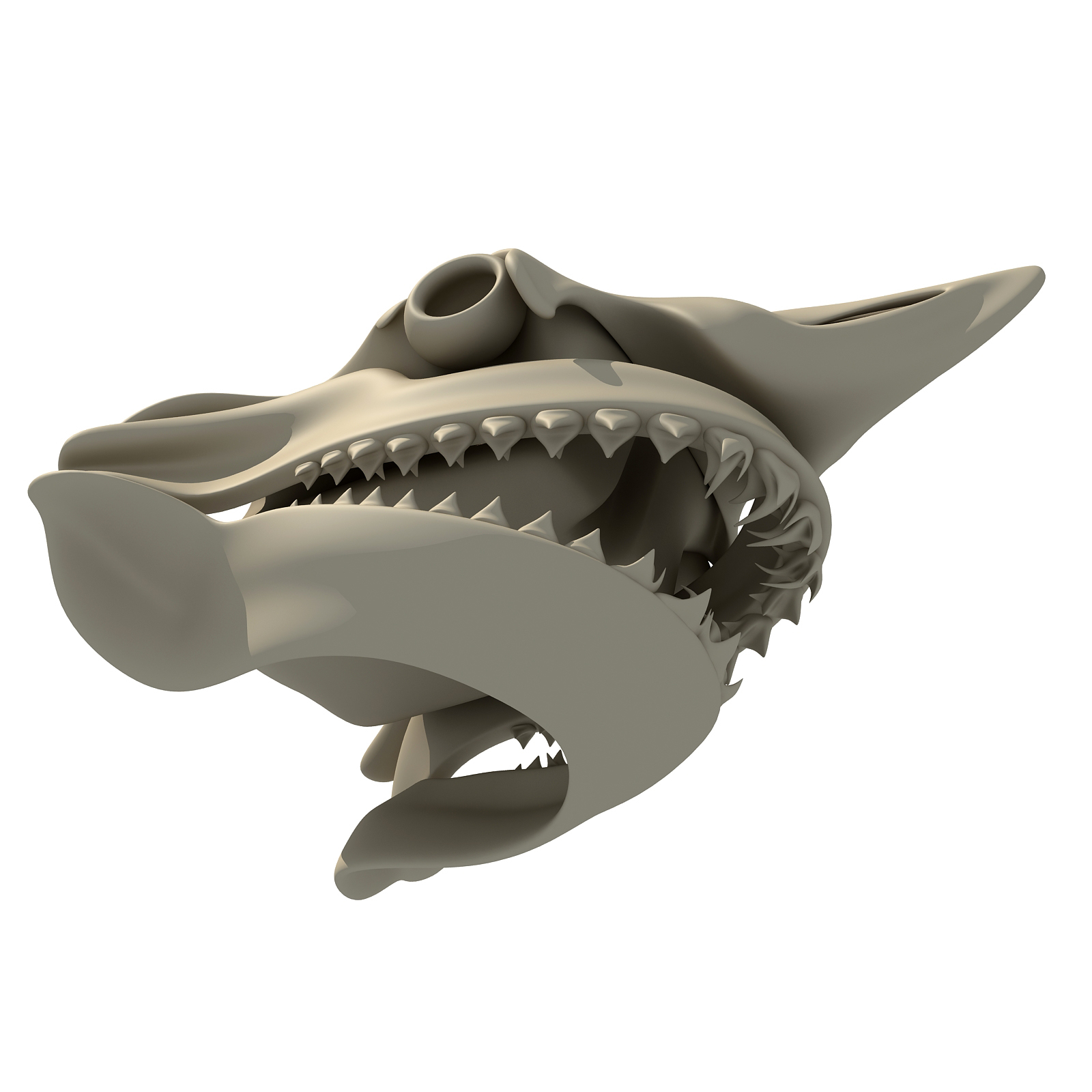 灰鲭鲨头骨图片