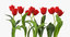 tulips red - grouped 3d max