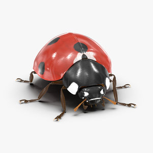 3d model ladybug bug lady