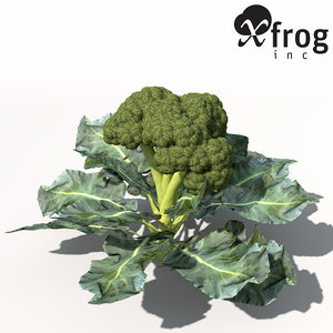broccoli plant 3d model
