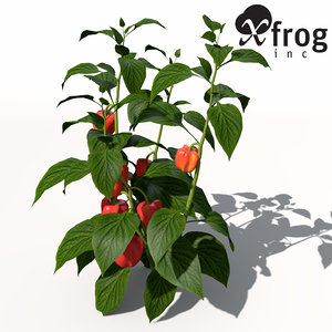 xfrogplants chili pepper plant 3d obj