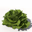 lettuce plant 3d model