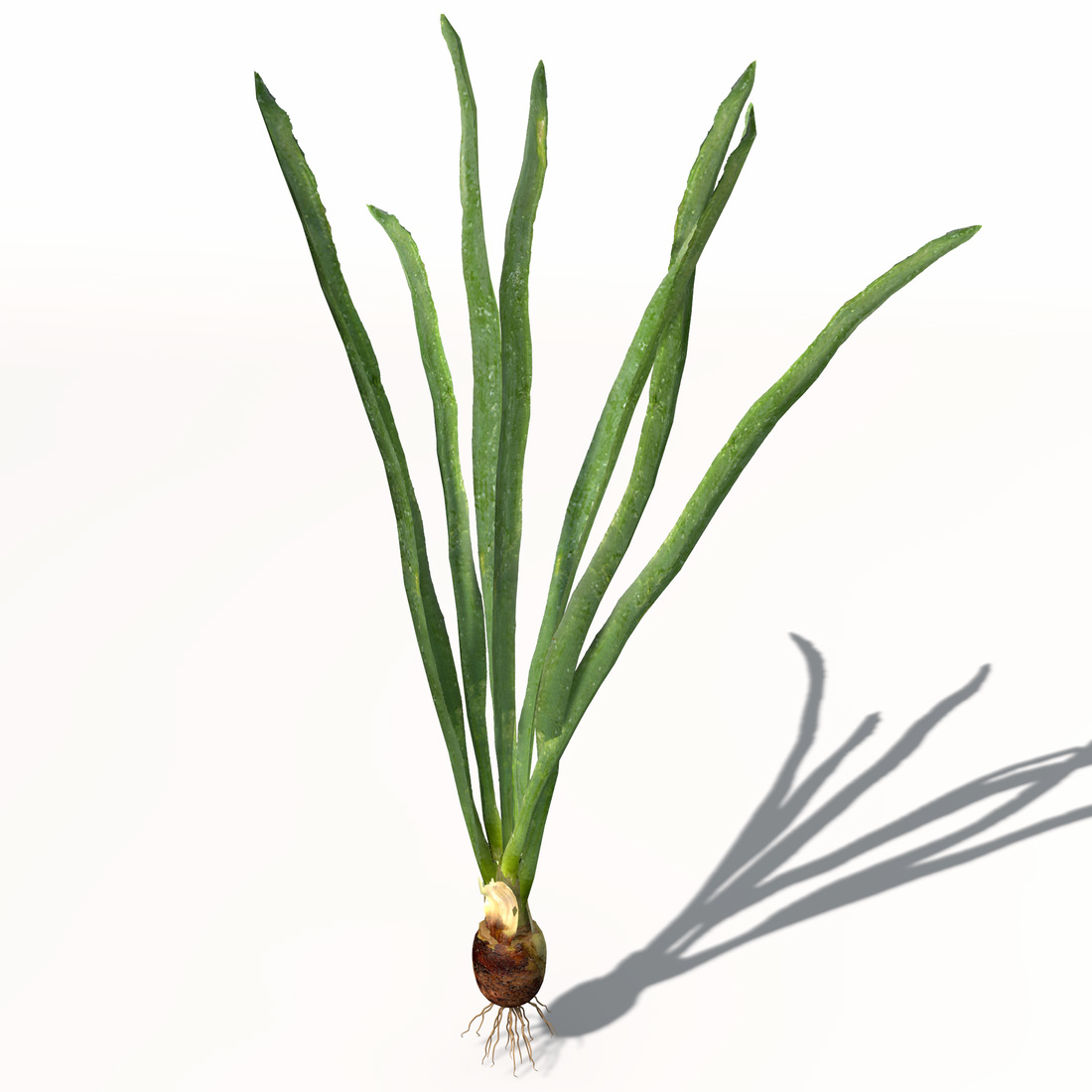 onion plant 3d model