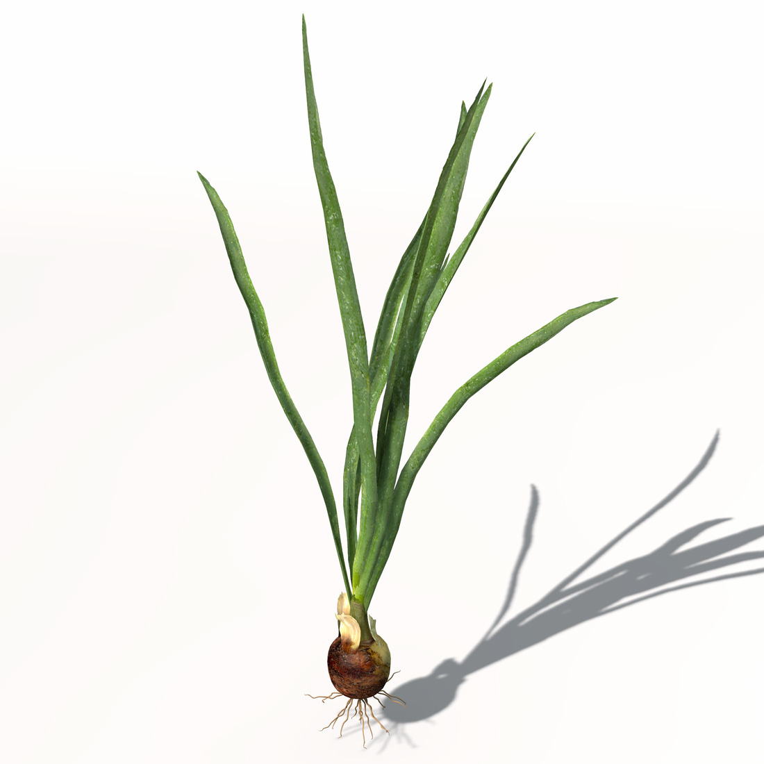 onion plant 3d model