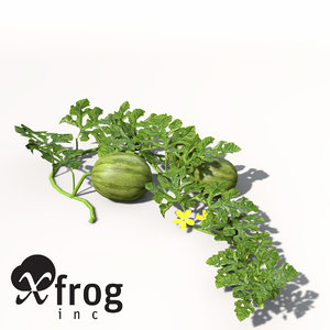 3d xfrogplants watermelon plant water model