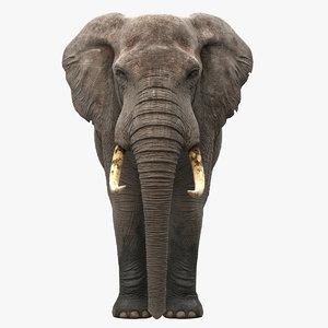 3d realistic elephant model