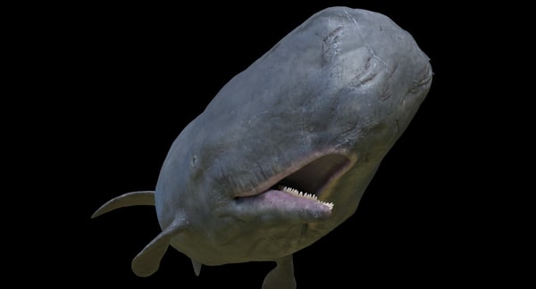 3d rigged male sperm whale