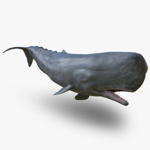 3d rigged male sperm whale