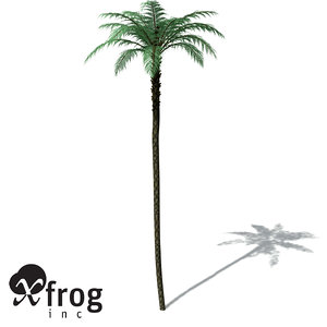 xfrogplants black treefern tree fern 3d model