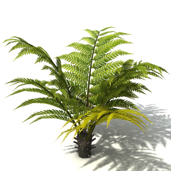 tasmanian treefern tree fern 3d model