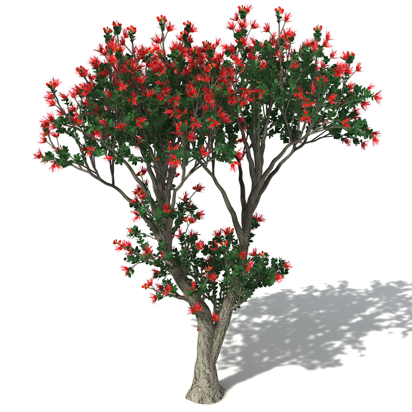 3d xfrogplants ohia lehua tree shrub