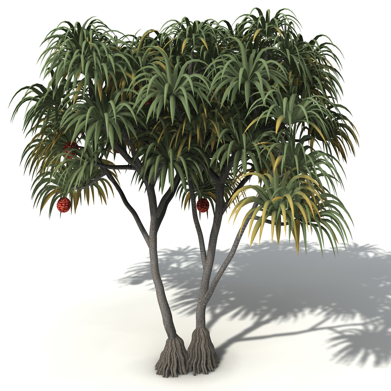 c4d xfrogplants coastal screw pine