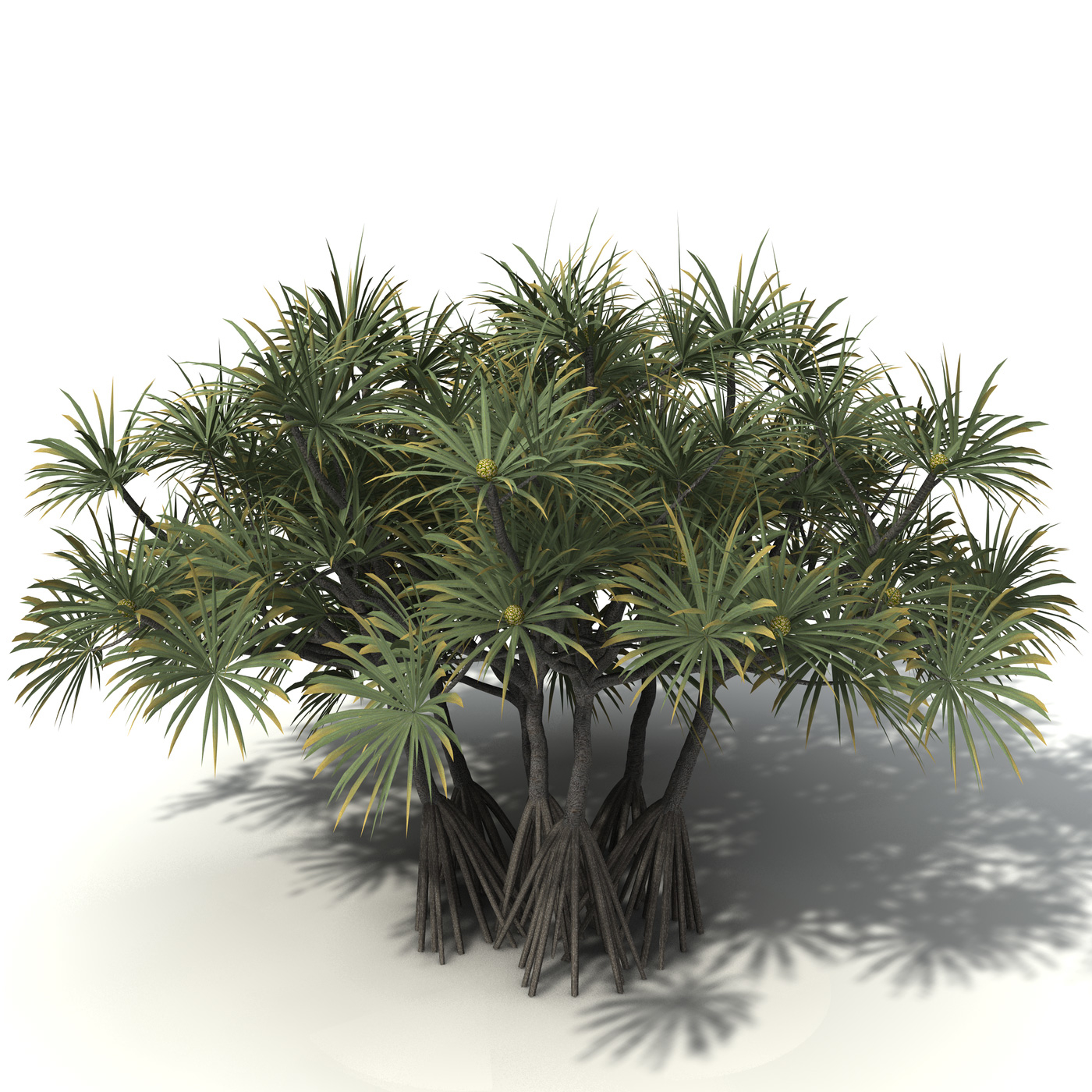 c4d xfrogplants coastal screw pine