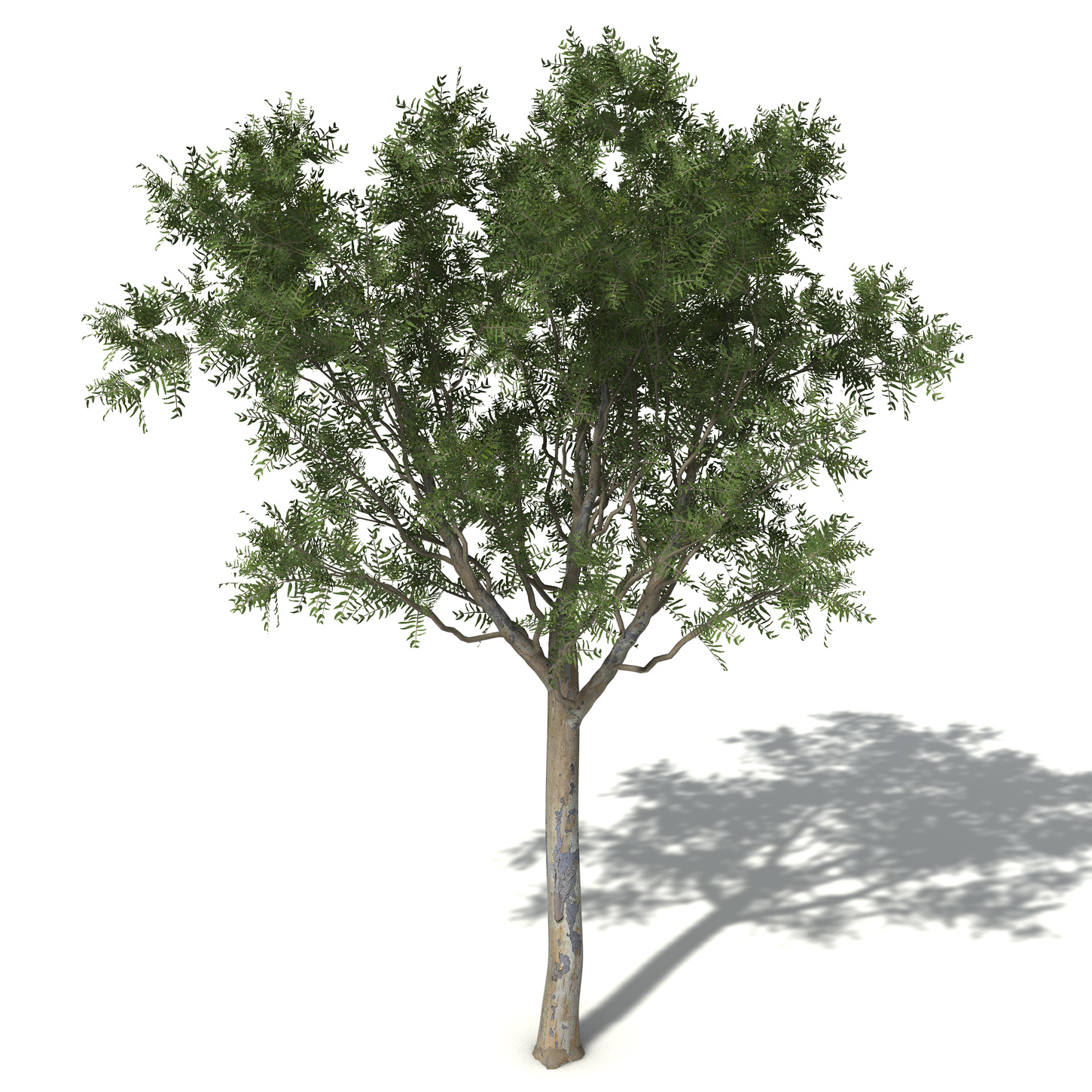 roughbarked apple tree bark 3d model