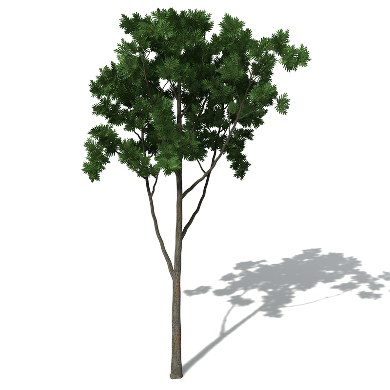 3d model xfrogplants southern mahogany tree