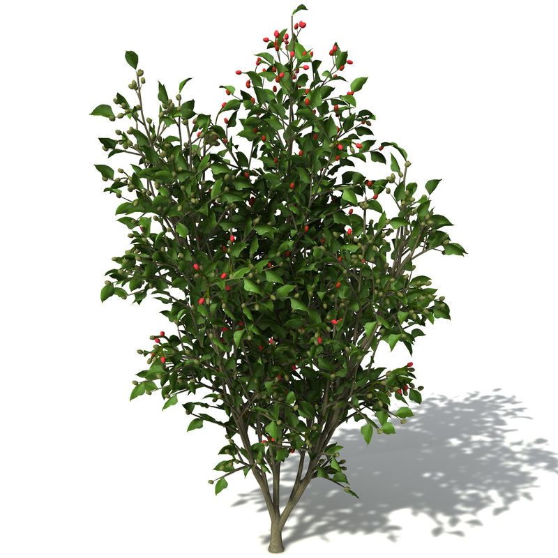 orange jasmine tree shrub 3d model