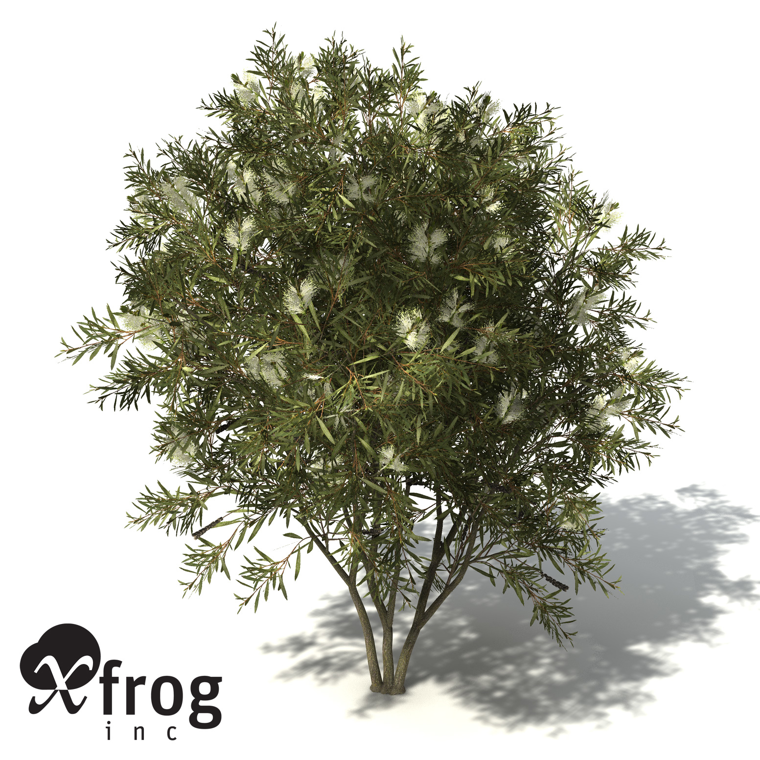 xfrogplants lemon bottlebrush