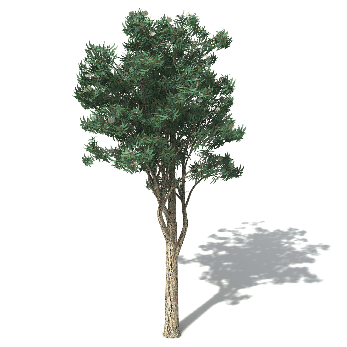 jarrah tree 3d model