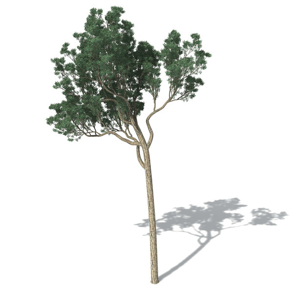 jarrah tree 3d model