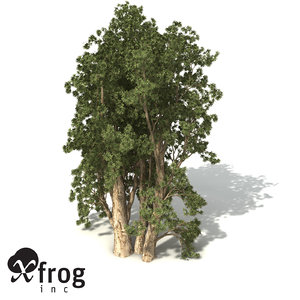 xfrogplants broadleaved paperbark tree max