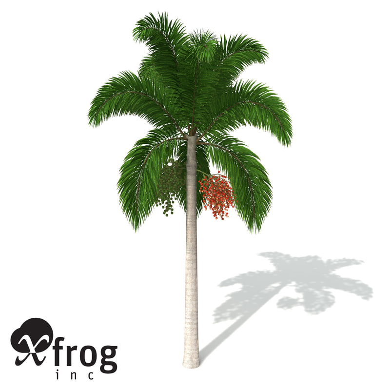 xfrogplants foxtail palm plants 3d obj