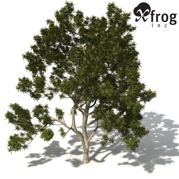 jarrah tree 3d model