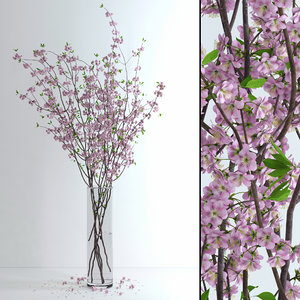 vase cherry blossom flowers 3d max