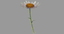 3d rigged chamomile flower model