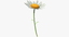3d rigged chamomile flower model