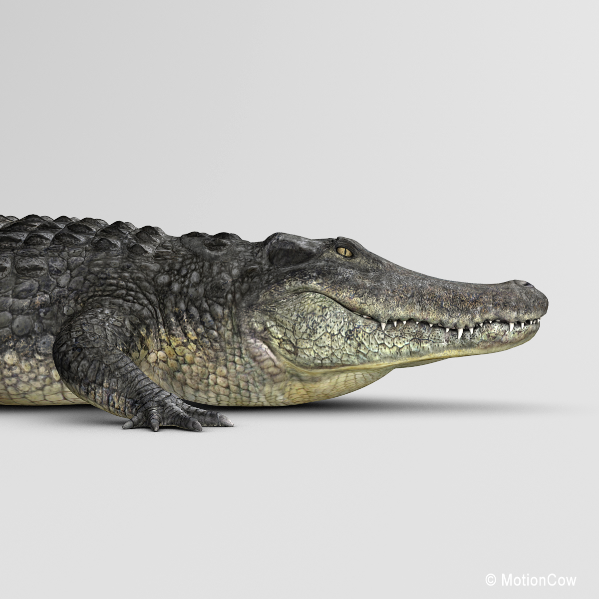 3d realistic alligator