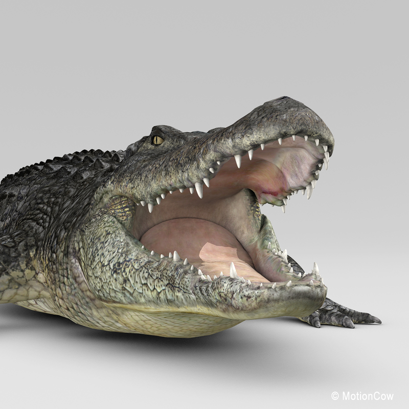 3d realistic alligator