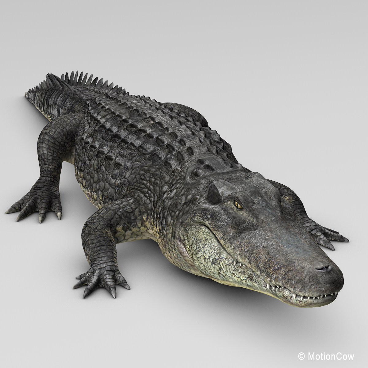 3d realistic alligator