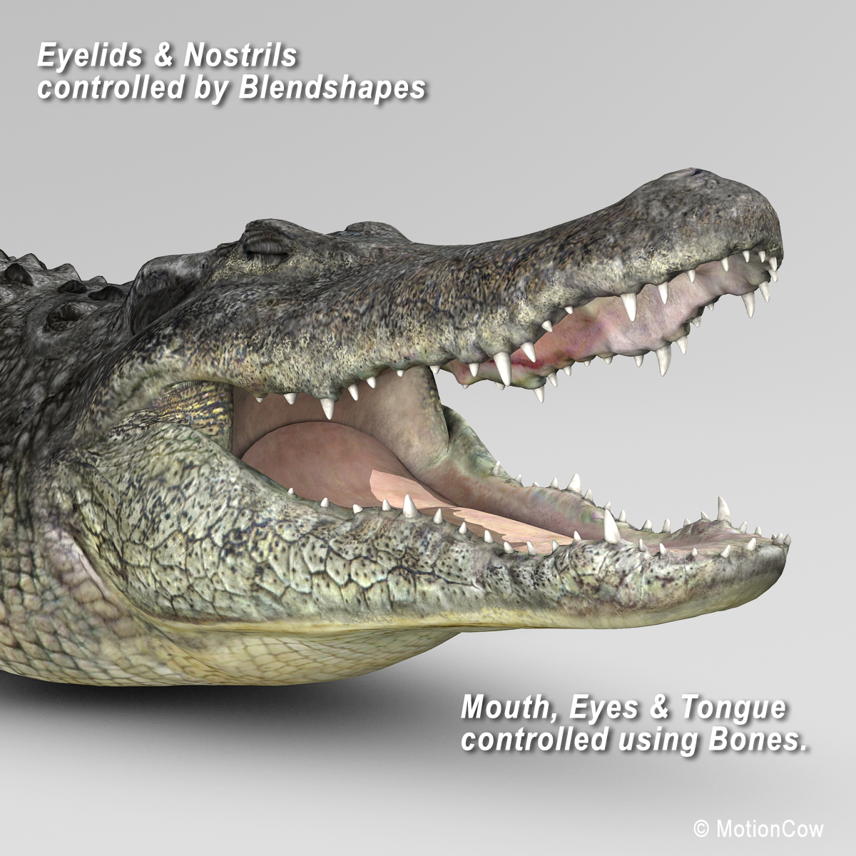 3d realistic alligator