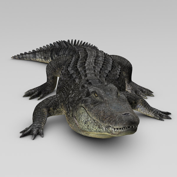 3d realistic alligator