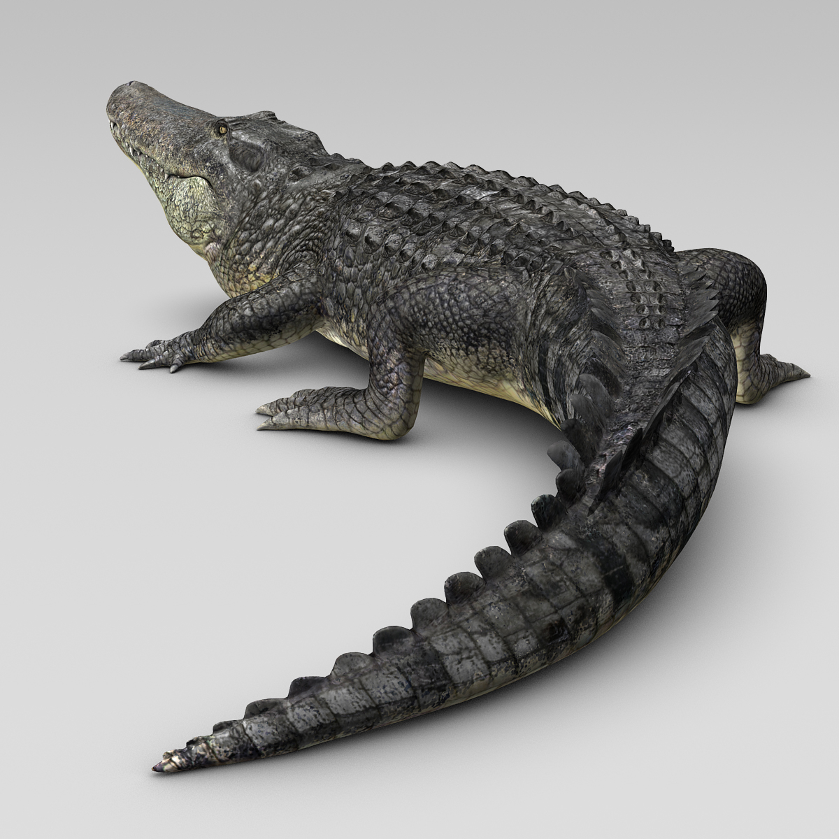 3d realistic alligator