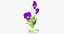 3d model pansies natural group -