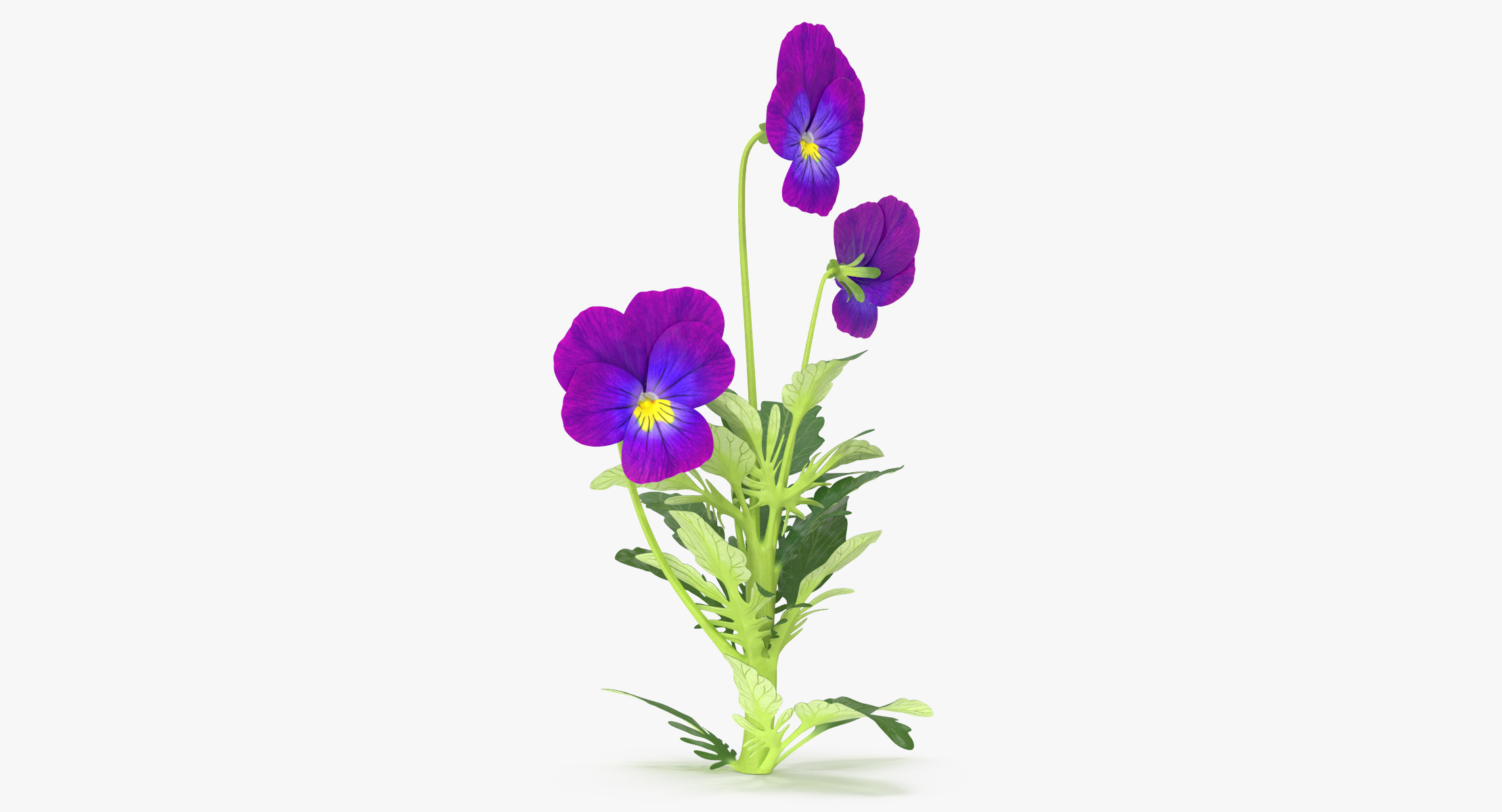 3d model pansies natural group