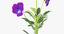 3d model pansies natural group -