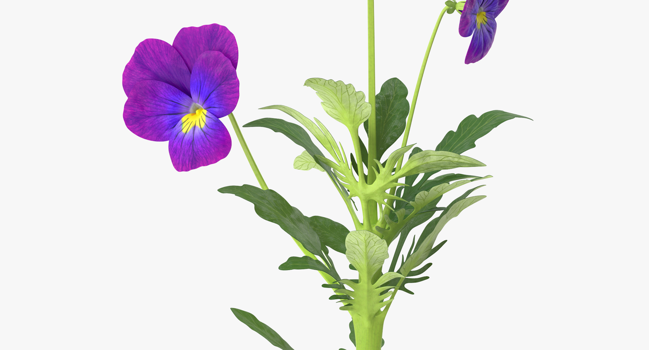 3d model pansies natural group