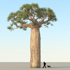 max african baobab tree