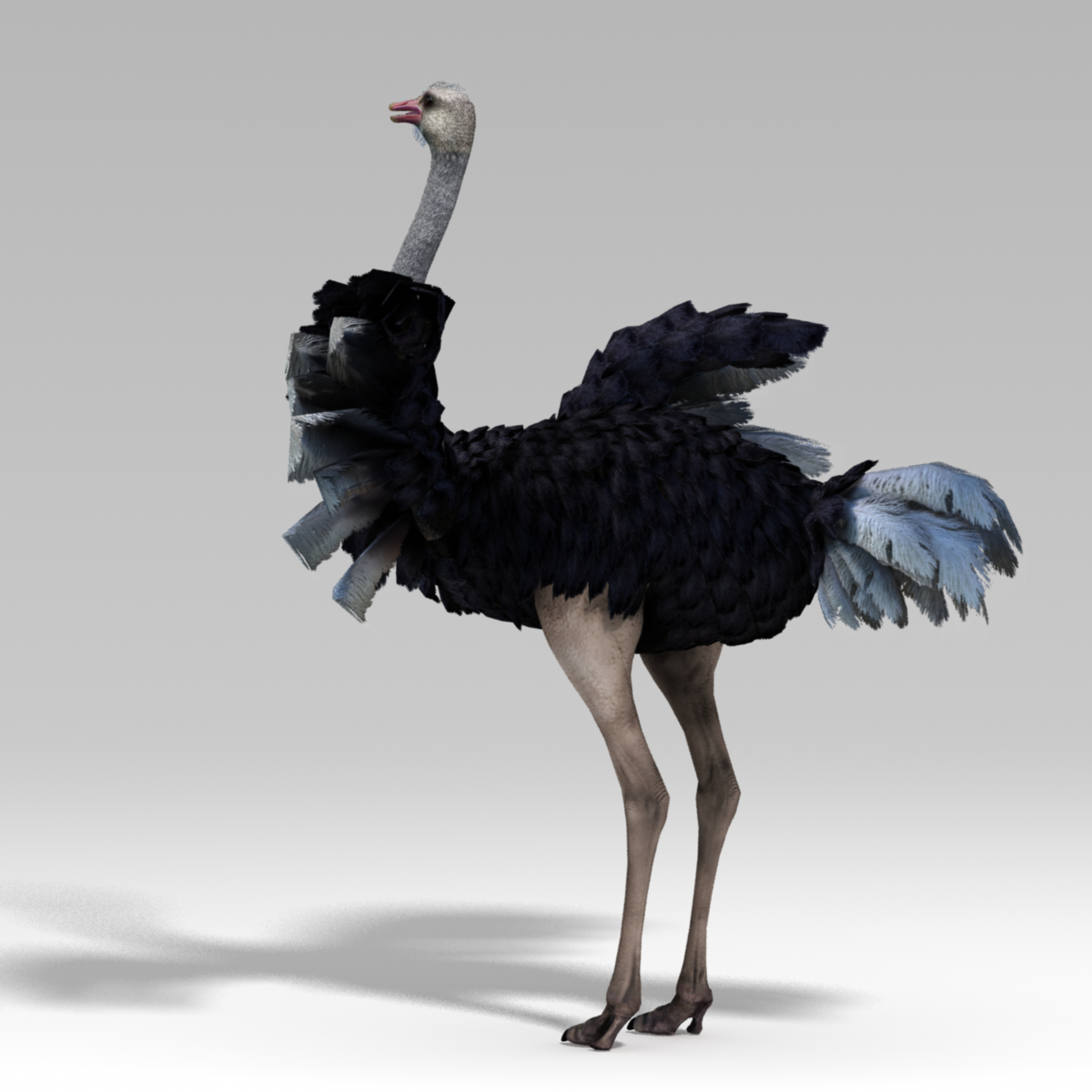 3d ostrich