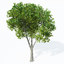 europe 3 trees plant 3d max
