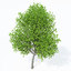 europe 3 trees plant 3d max