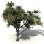 oceania trees xfrogplants 1 3d model