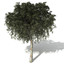 3d model 3 oceania trees xfrogplants