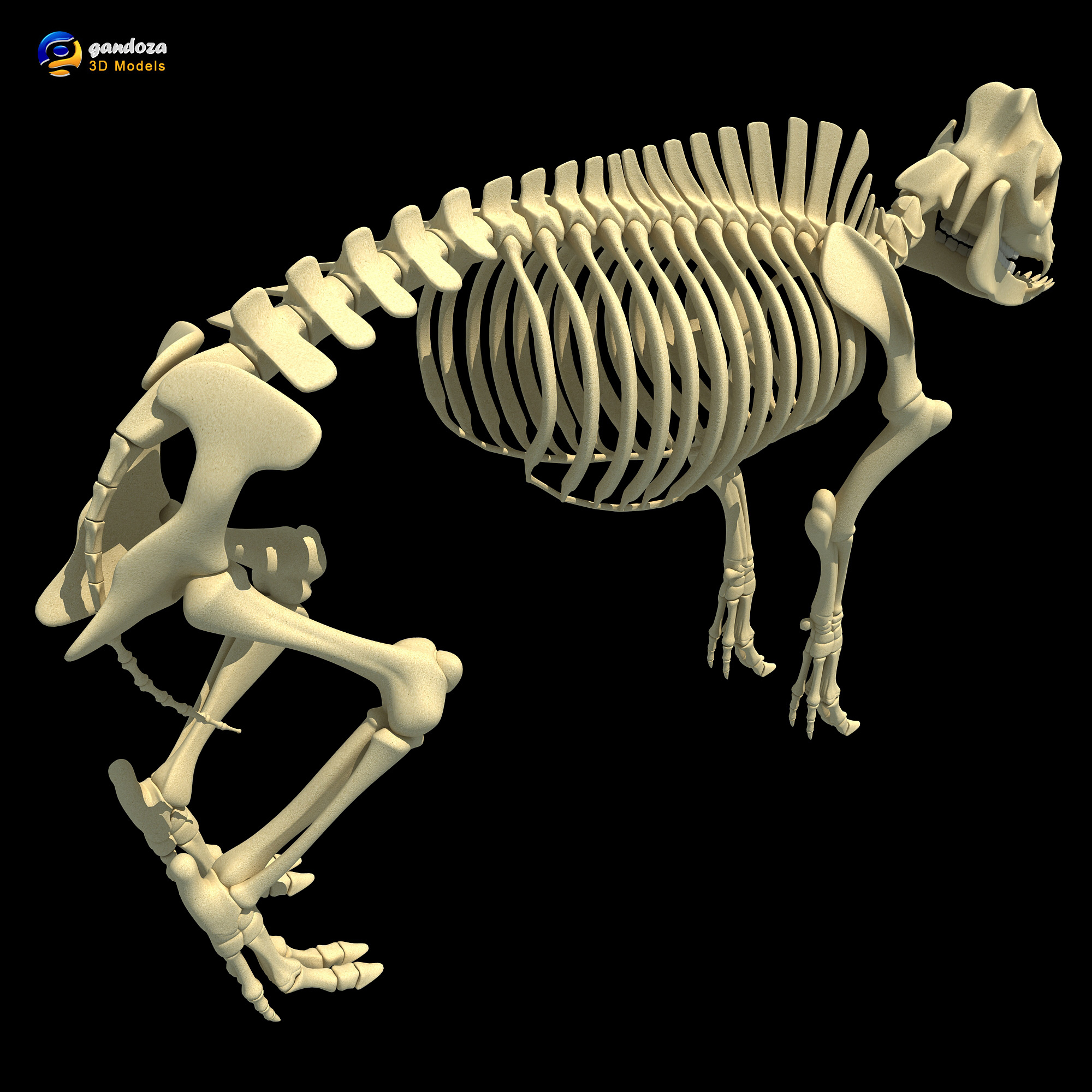 3d model pig skeleton