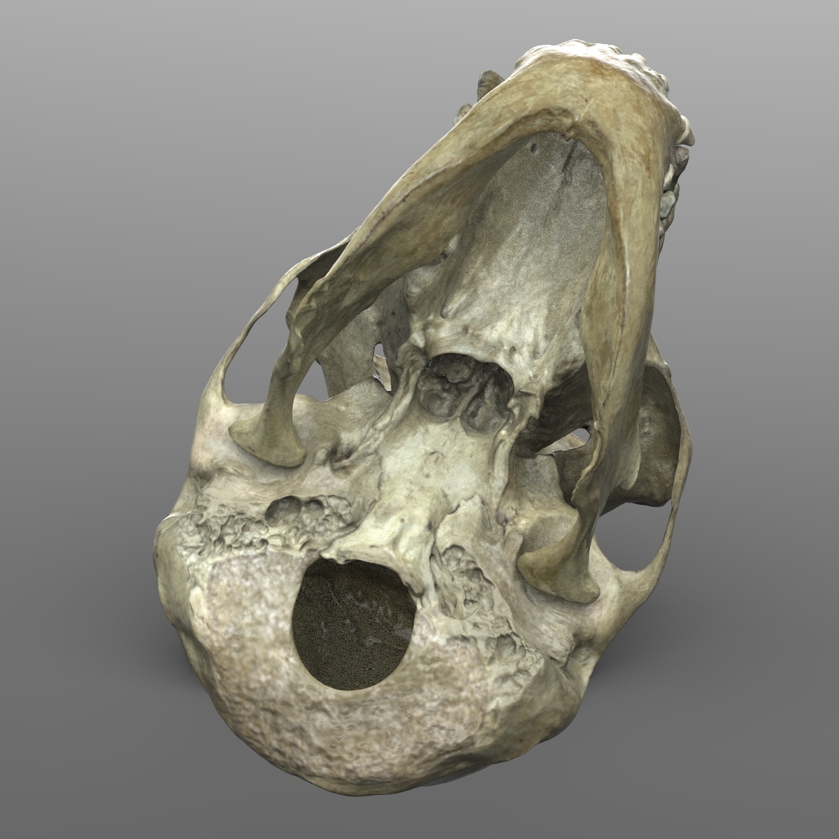 黑猩猩头骨3d模型