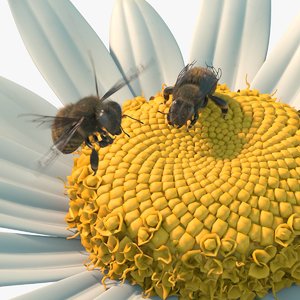3d rigged bees flower animate