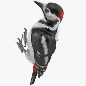 woodpecker toy 3d max