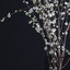 vase white blossom flowers max